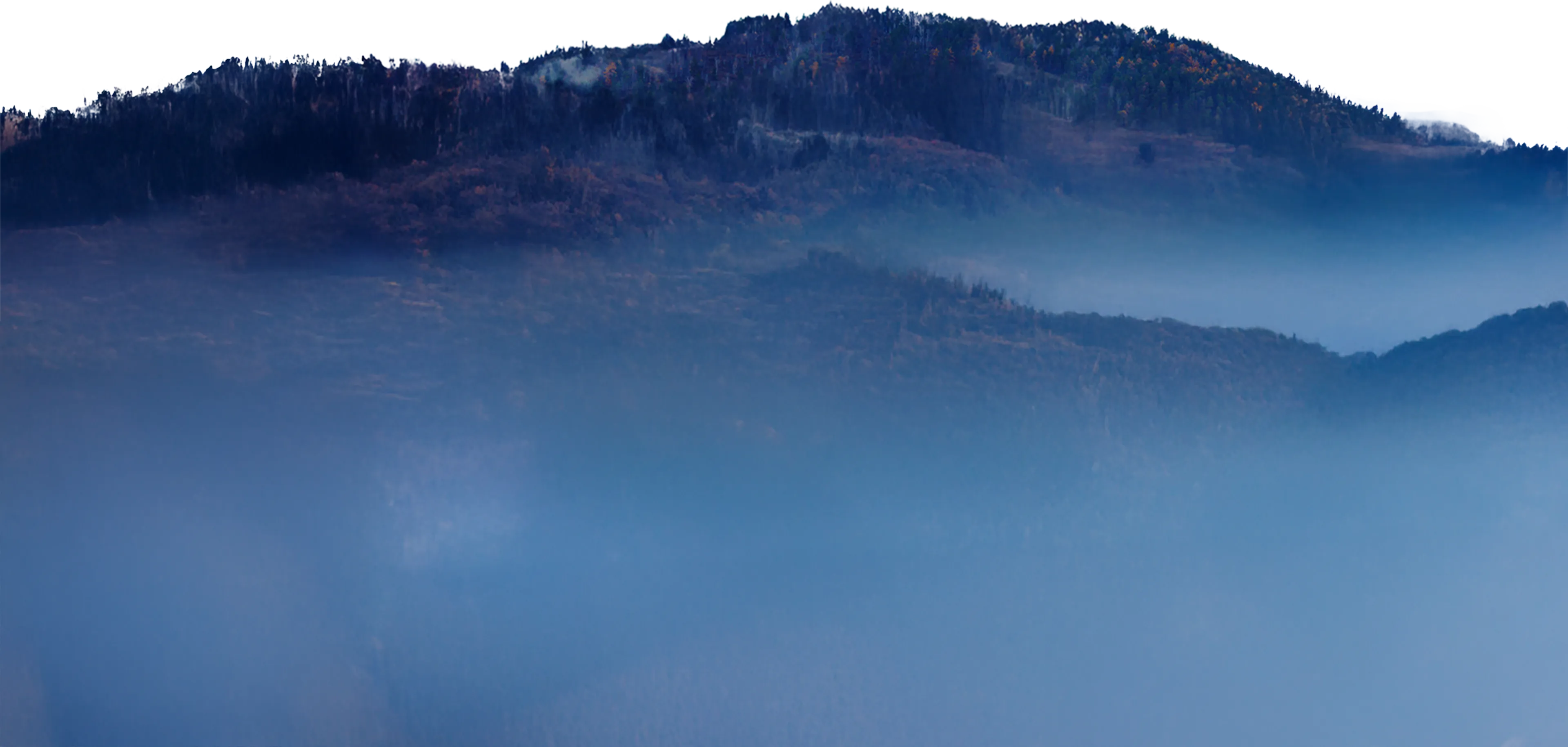 A tree covered mountain